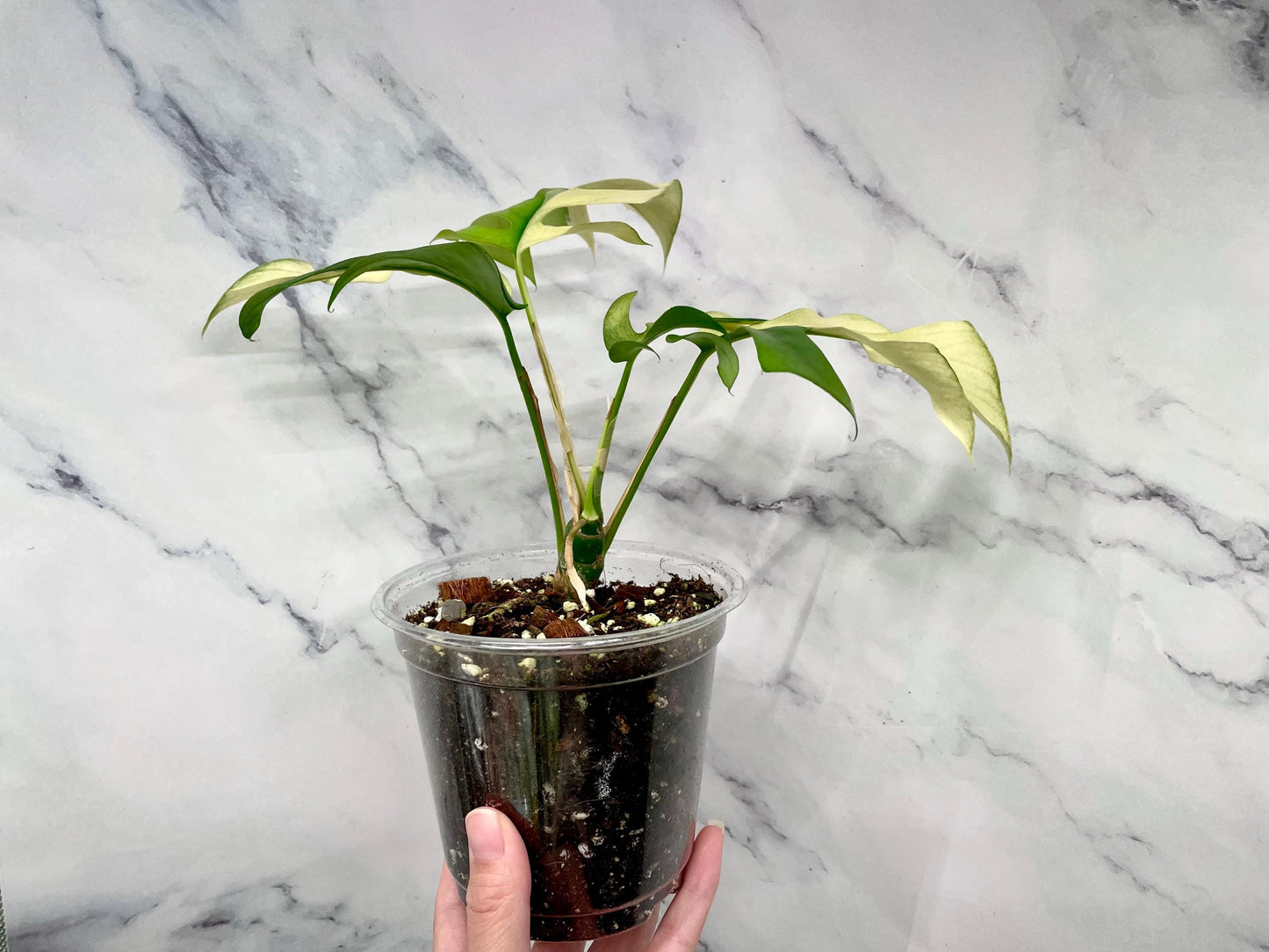 Rhaphidophora Tetrasperma Variegated Albo, Mature Mini Monstera Ginny Albo