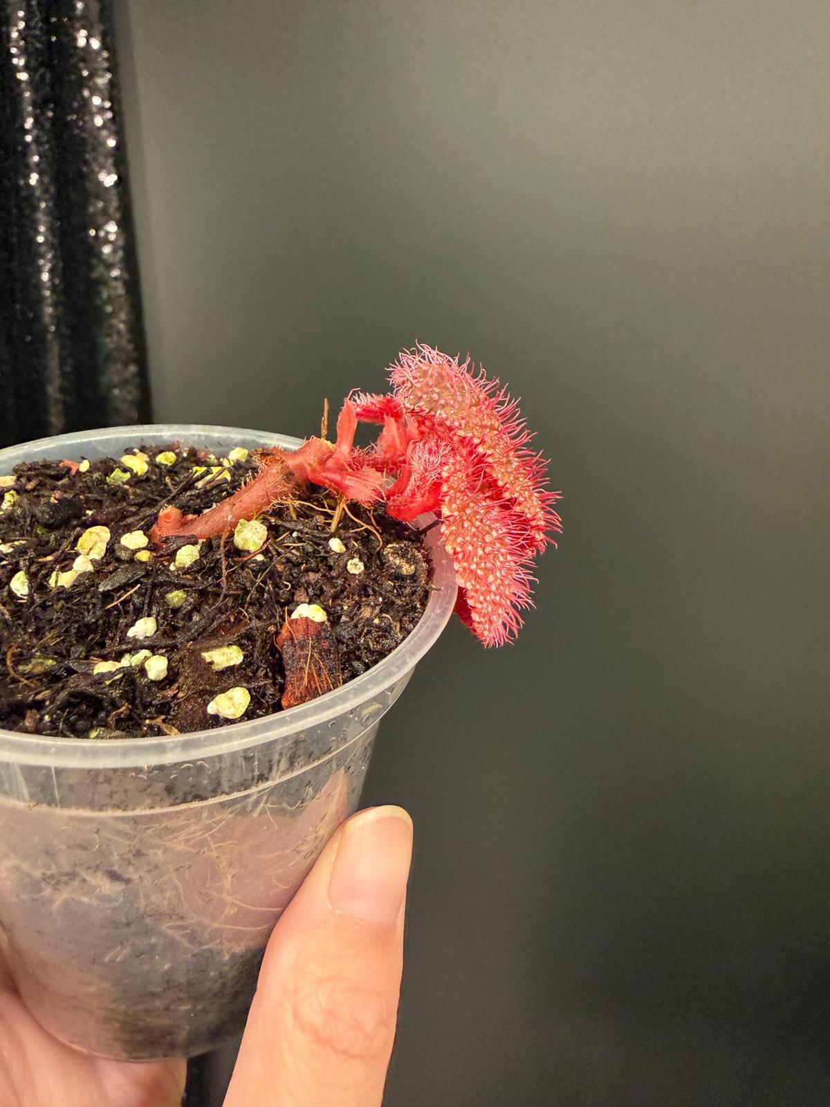 Begonia Pink Urchin, Rooted Starter