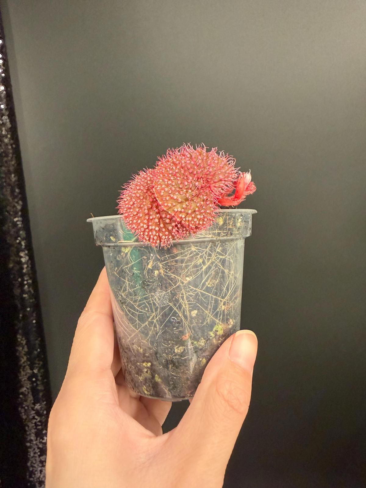 Begonia Pink Urchin, Rooted Starter