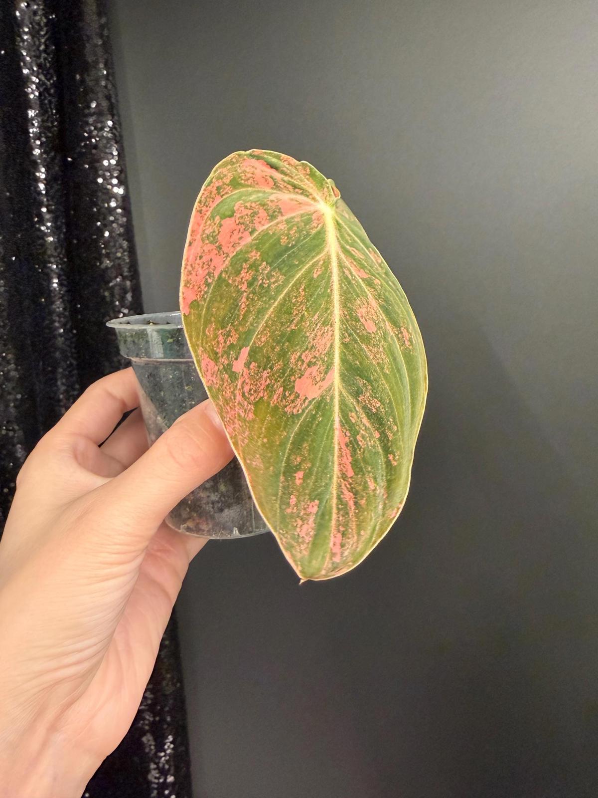 Philodendron Melanochrysum Orange Variegated