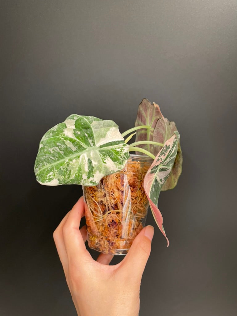 Alocasia Black Velvet Pink Variegated, High Variegation, Fresh Import