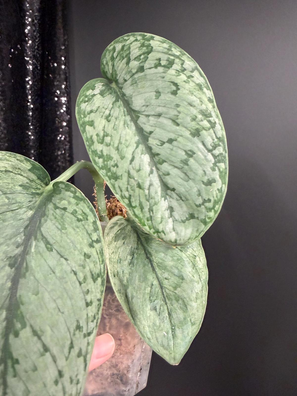 Scindapsus Silver Cloud Variegated, Large Leaf Rooted Cutting, US Seller