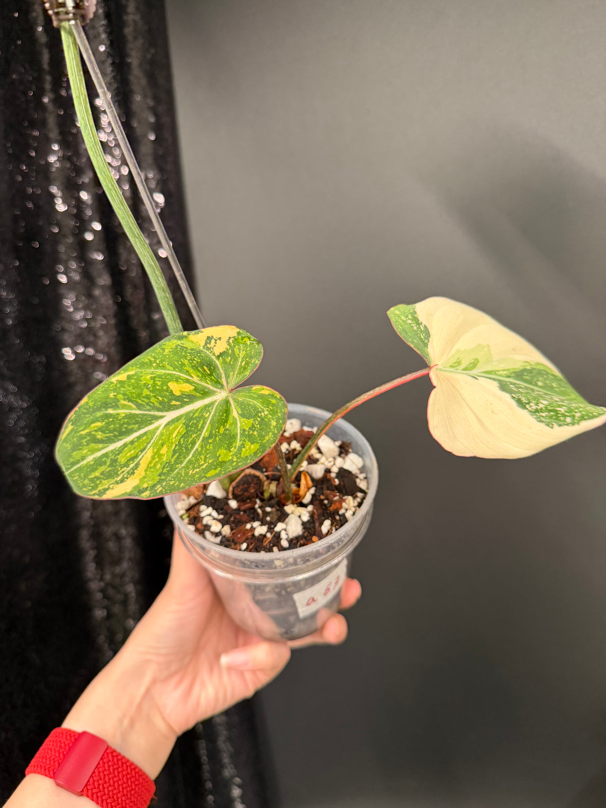 Philodendron Gloriosum Variegated