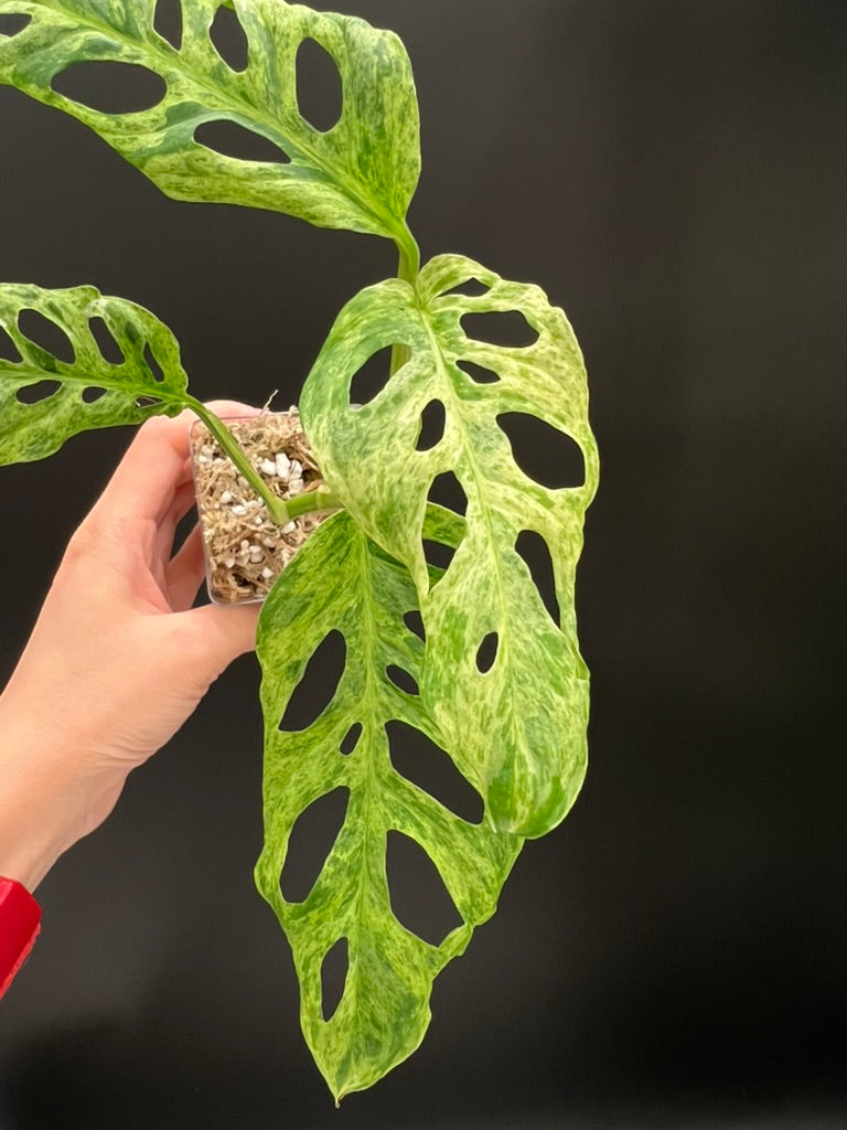 Monstera Laniata Mottled Variegated