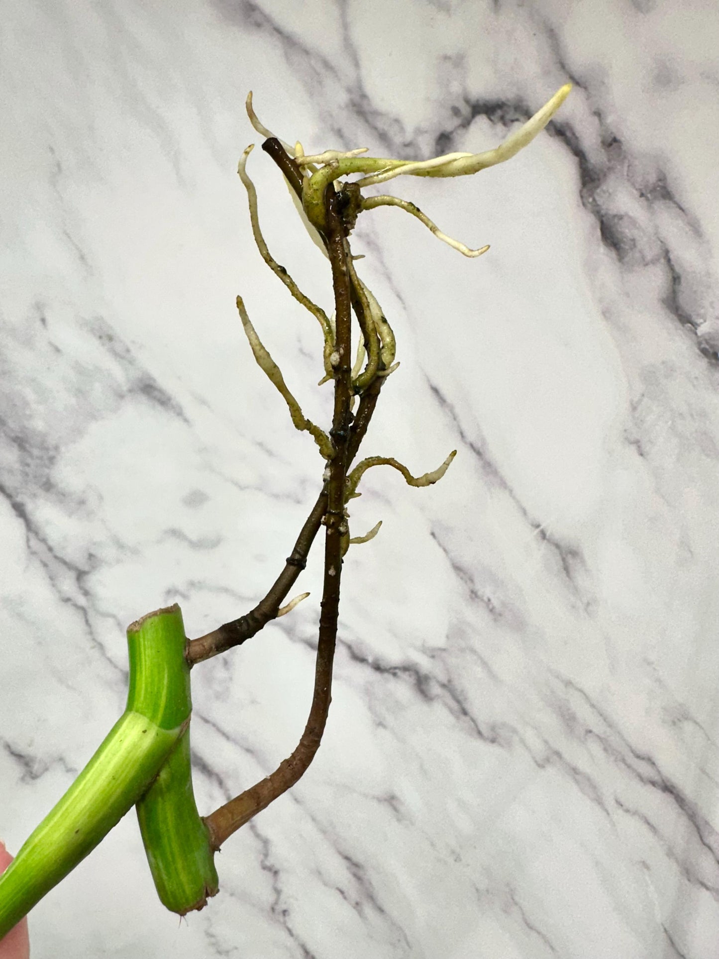 Monstera Aurea 1 Mid Leaf Rooted Cutting with Strong Roots