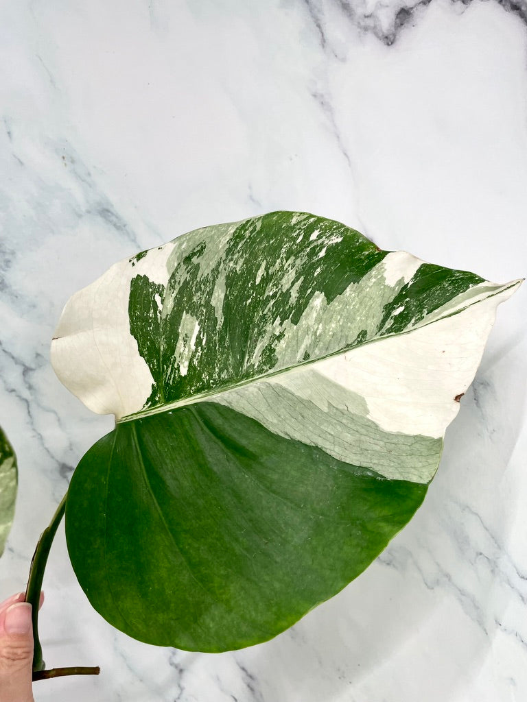 Monstera Albo 3 Leaves Top HIGH Var Cutting