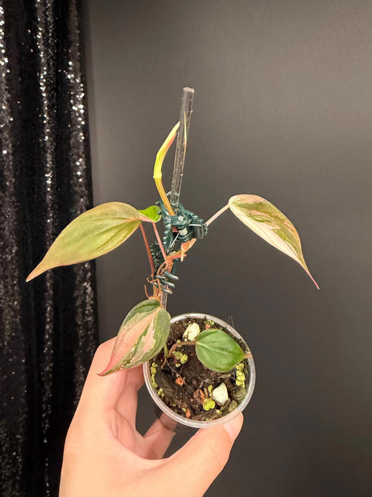 Philodendron True Pink Micans, Small Leaves (1" Long)