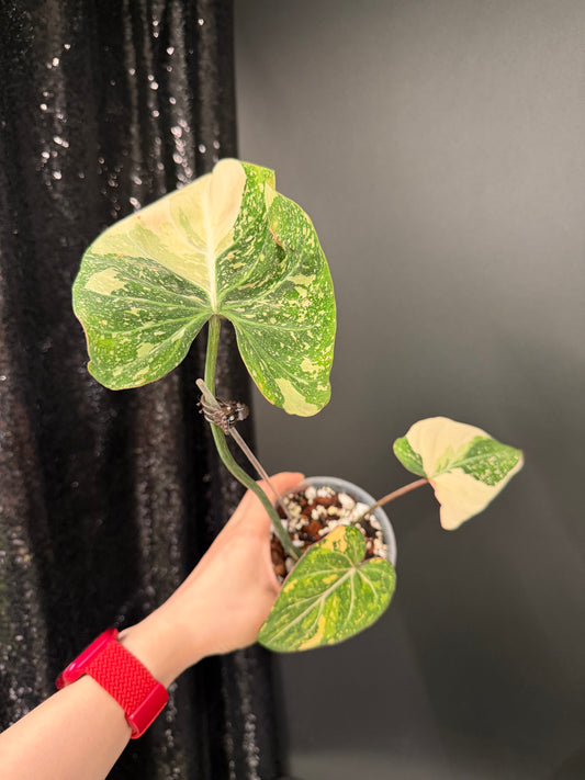 Philodendron Gloriosum Variegated