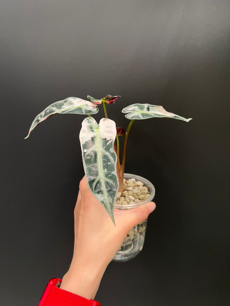 Alocasia Bambino Pink