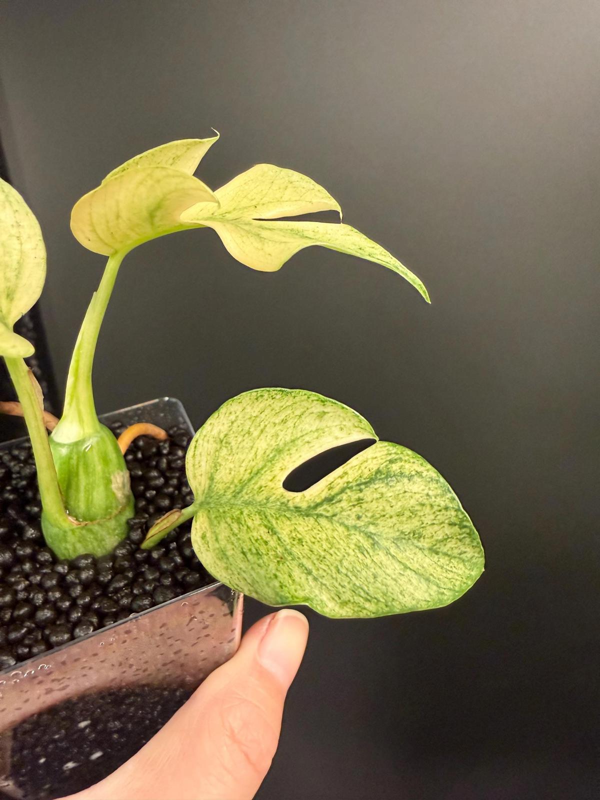 Variegated Rhaphidophora Tetrasperma White Monster