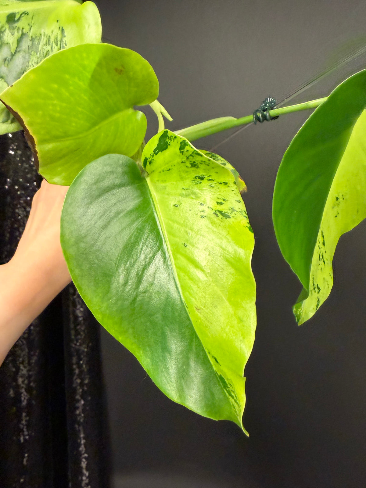 Monstera Light Lime