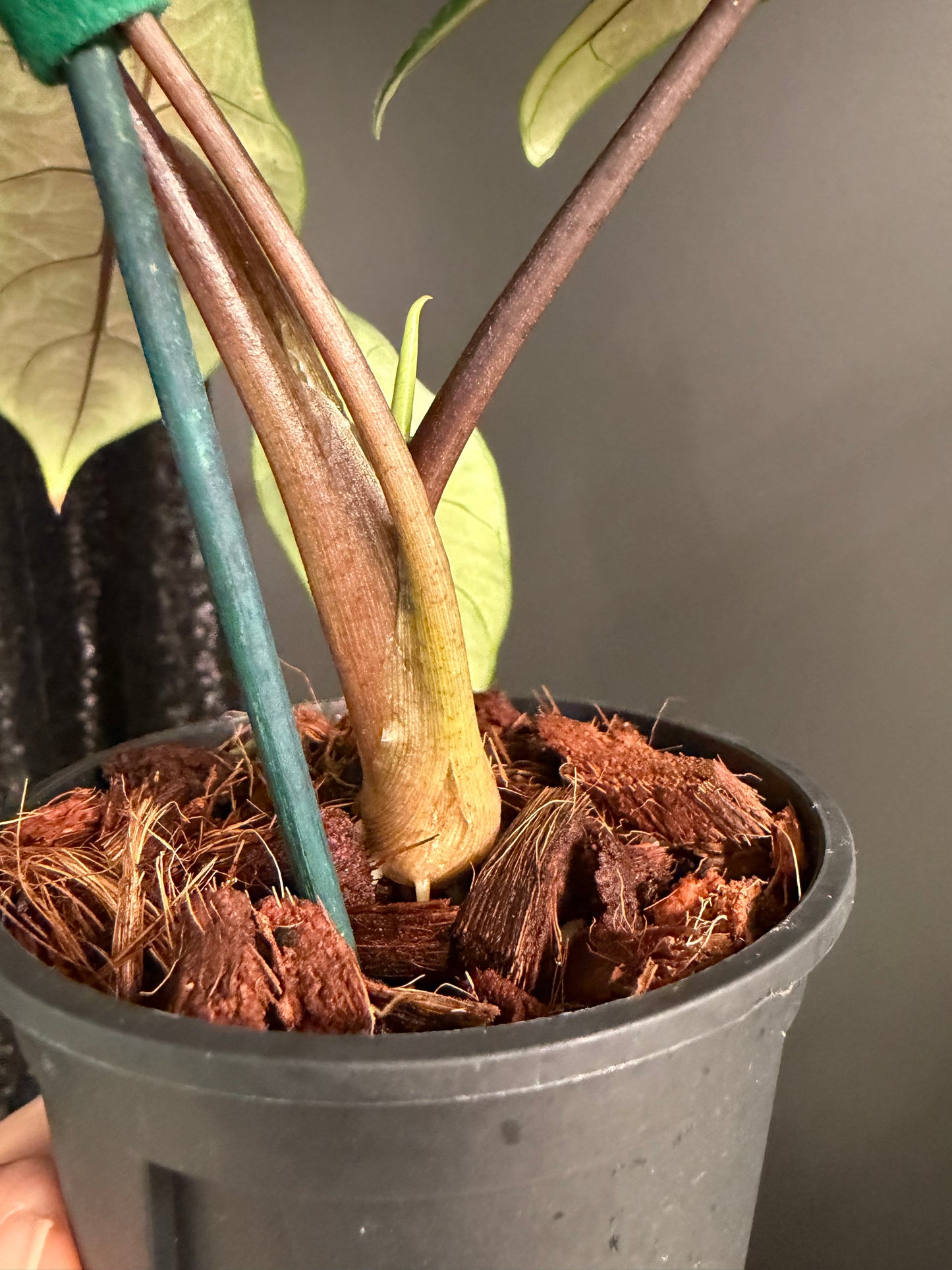 Alocasia Scalprum Variegated