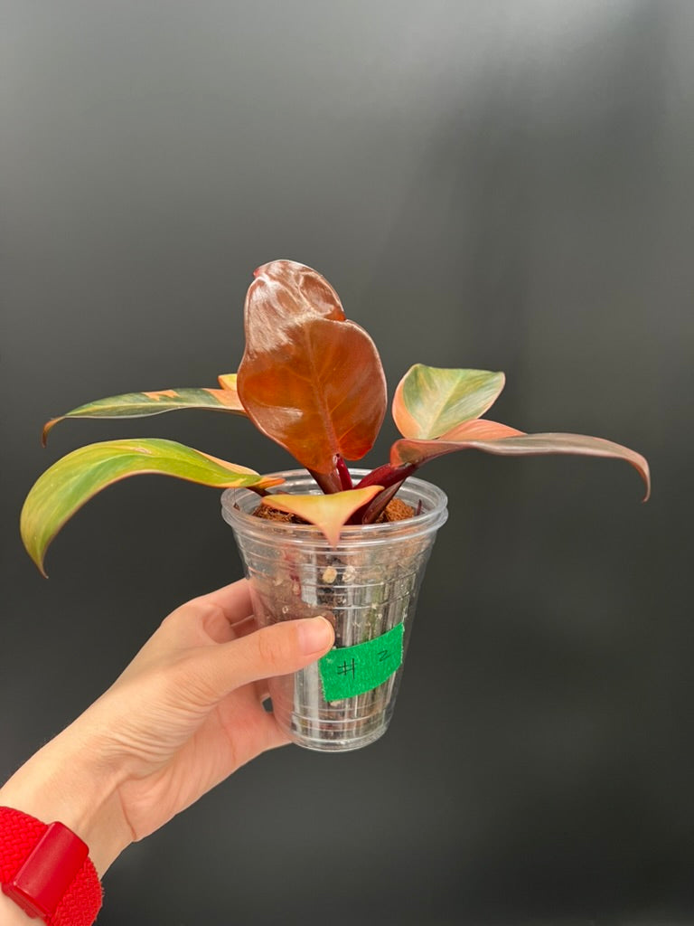 Philodendron Black Cardinal Variegated