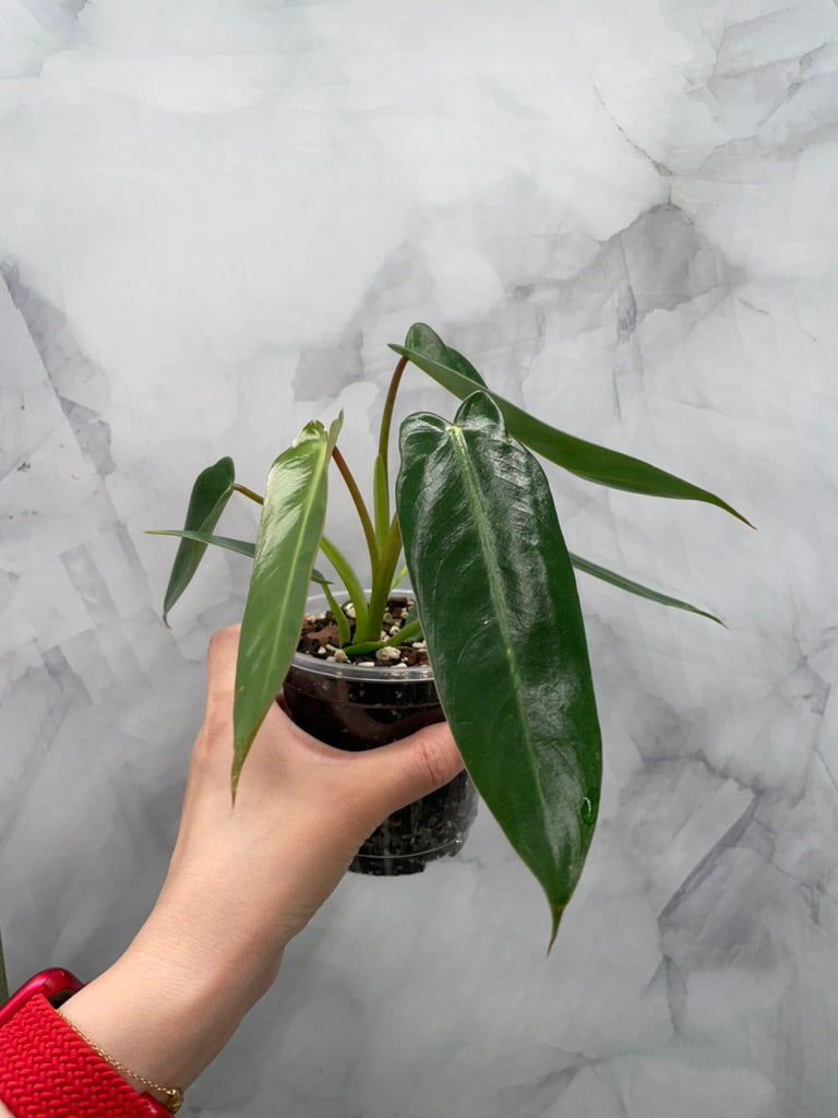 Philodendron Spiritus Sancti in 4" Pot