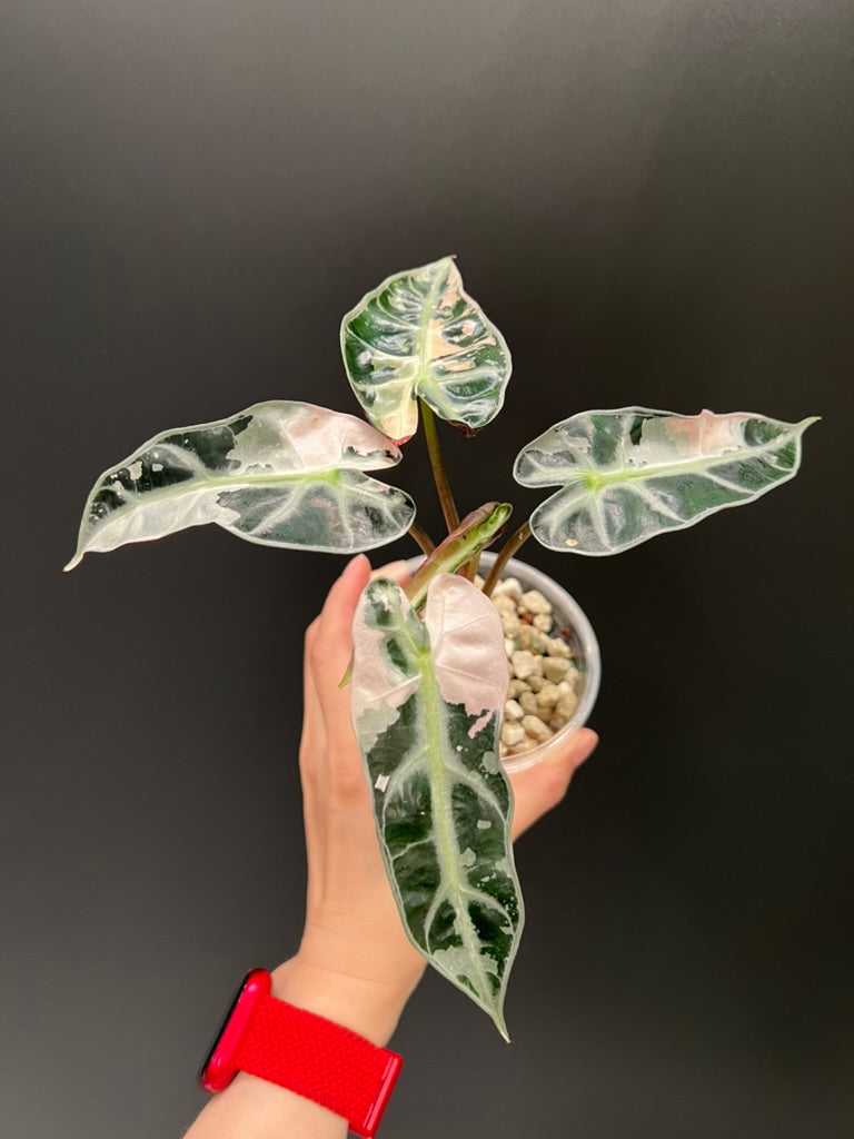 Alocasia Bambino Pink