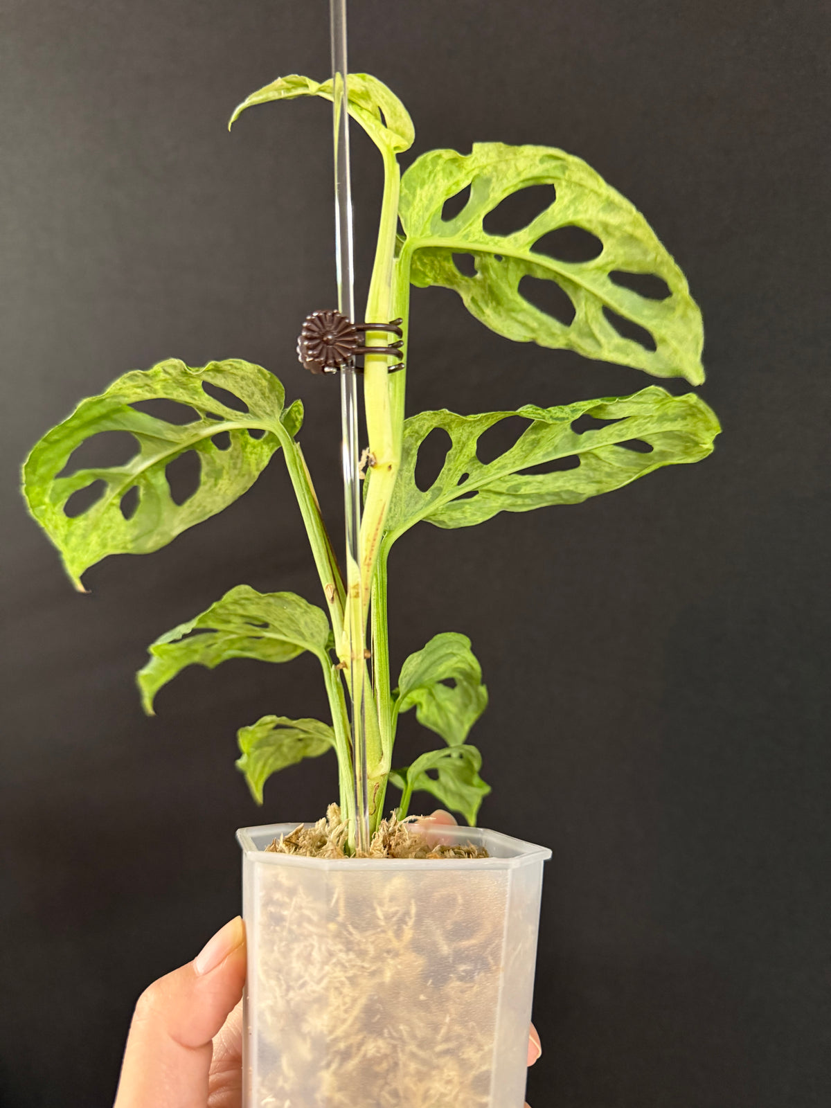 Monstera Adansonii Laniata Mottled