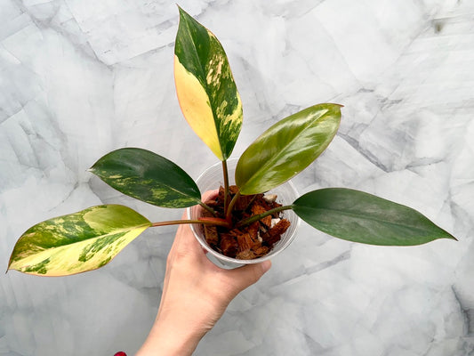 Philodendron Red Congo Variegated, Exact Plant