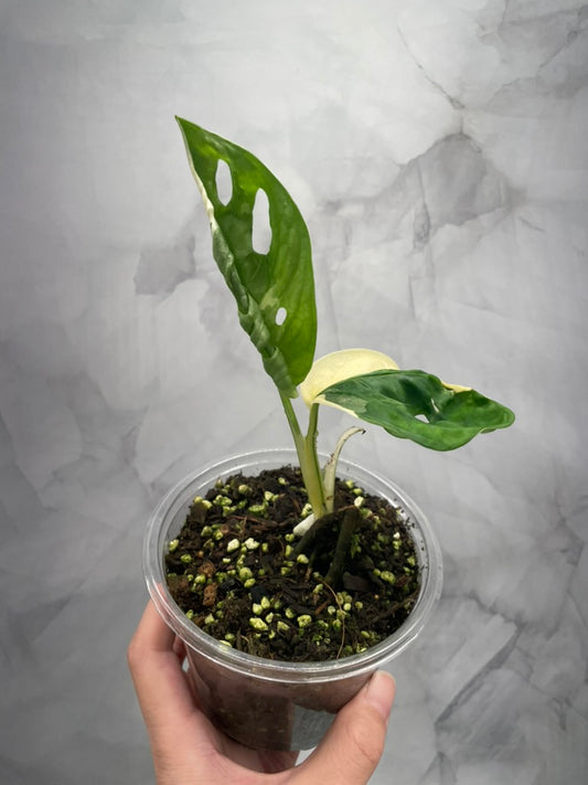 Variegated Monstera Adansonii Albo Rooted Plant with 2 Grow Points