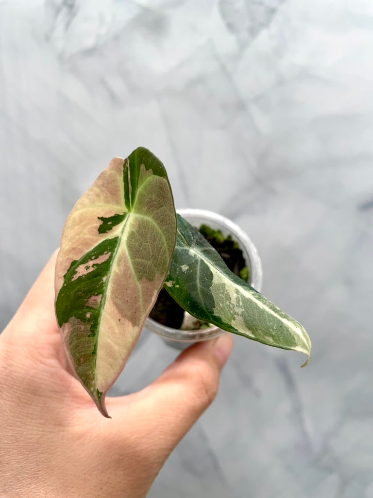 Alocasia Black Velvet Pink Variegated