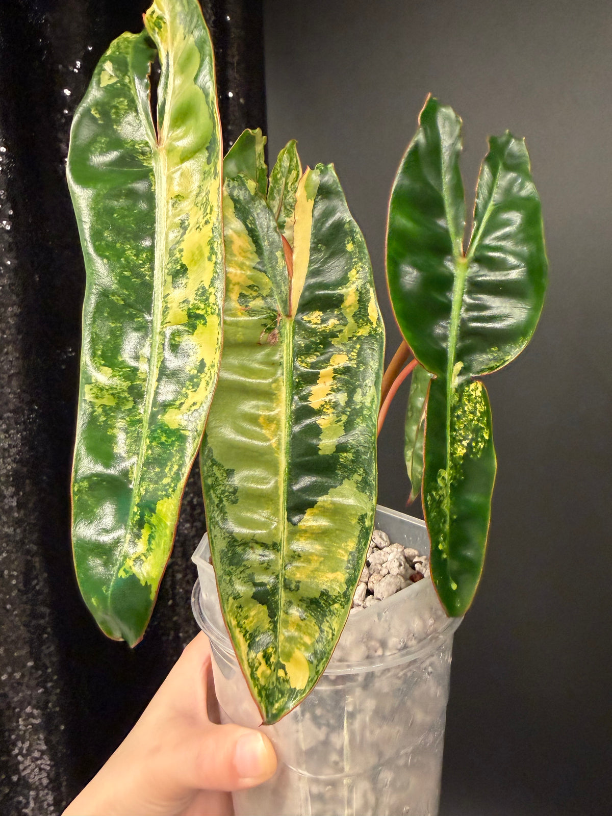 Philodendron Billie Variegated