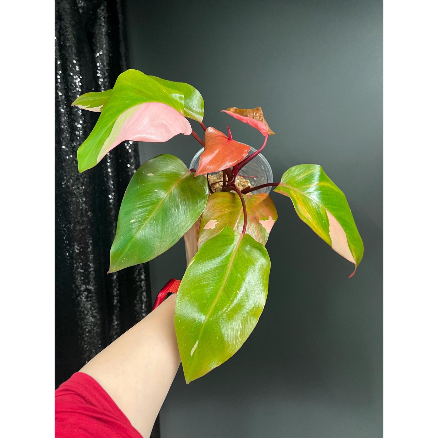 Philodendron Persimmon Princess, High Var, Exact Plant | US Seller