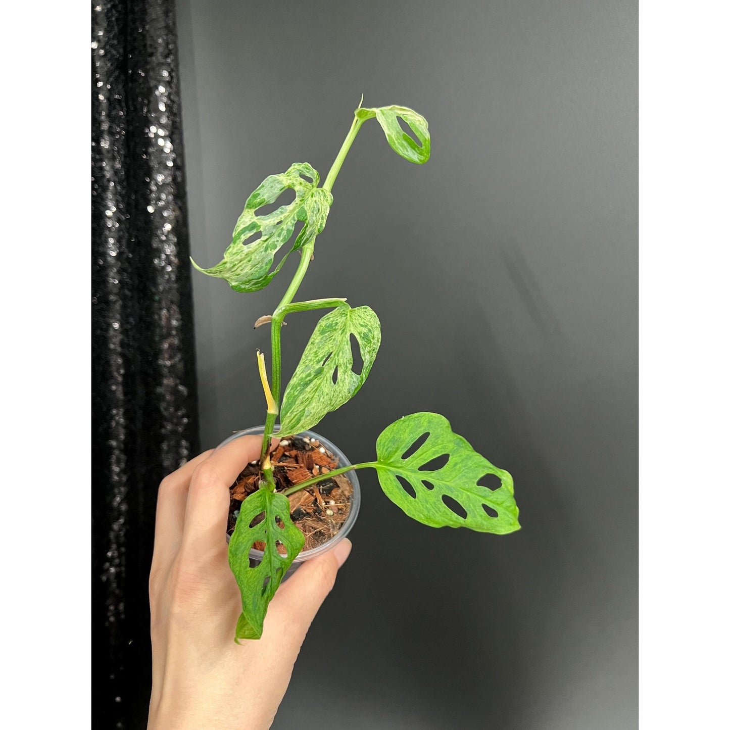 Monstera Laniata Mottled Variegated, Exact Plant | Rare Aroid | US Seller