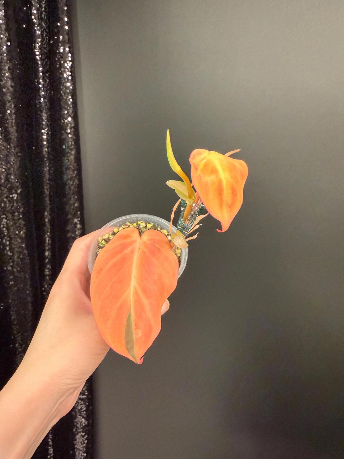 Variegated Micans, Orange/Aurea Micans