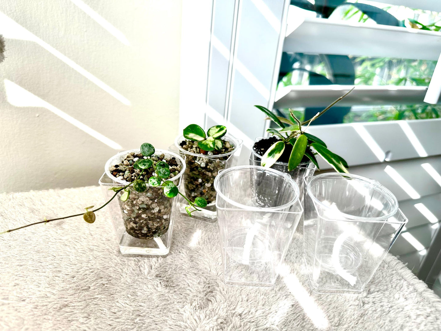 Clear PLASTIC Hand-made Self-Watering Pots 2.5"