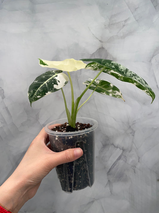 Alocasia Frydek Variegated in 3.9" Pot