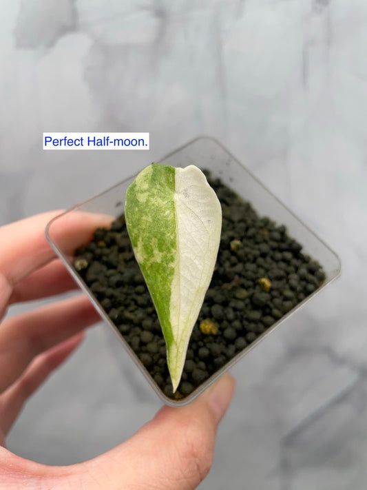 Variegated Alocasia Longiloba Albo Little Pup in 5 oz Cup