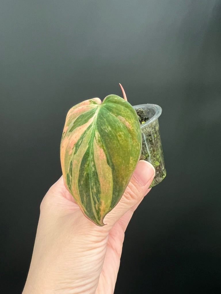 Variegated Aurea/Pink Philodendron Micans