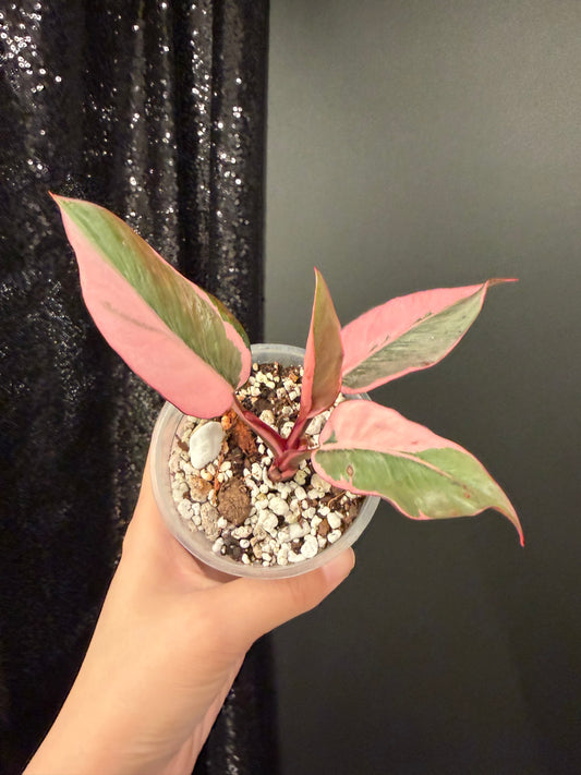 Philodendron Pink Princess Mutation