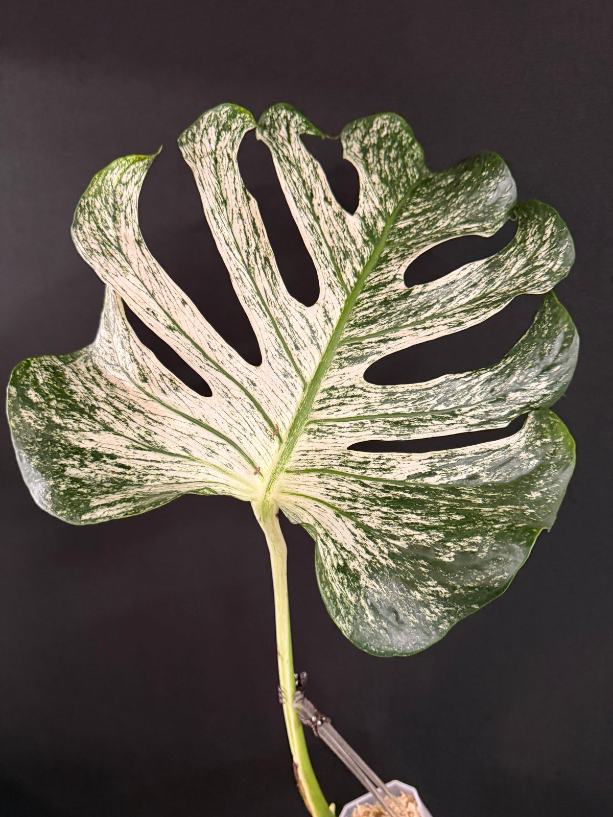 Monstera Devil Monster, Large Mature Leaf Cutting with roots and new growth