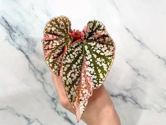 Begonia Snow Capped Variegated Newly Rooted Plant