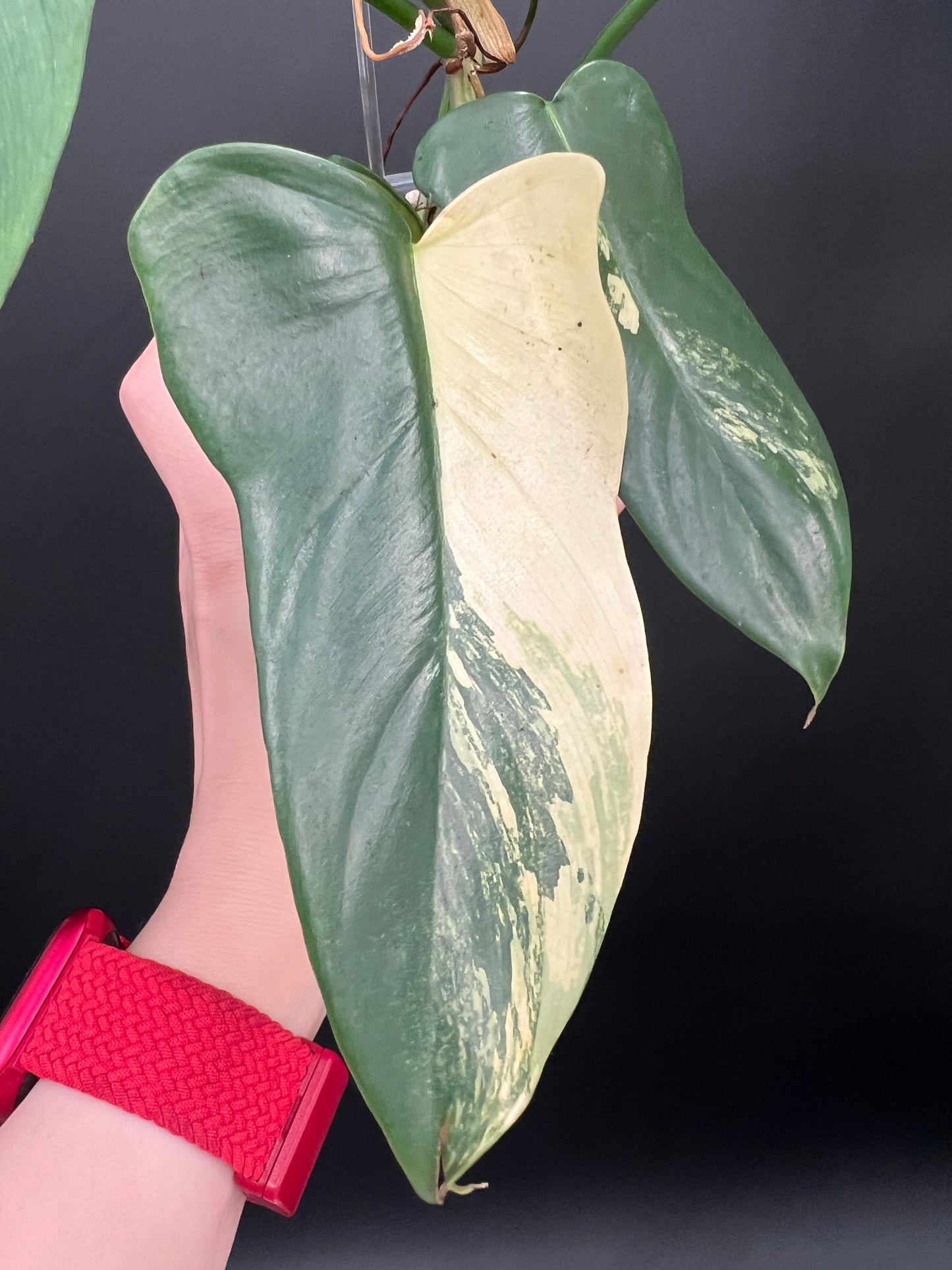 Philodendron Violin Variegated, Easy Rare Tropical Exotic Plants