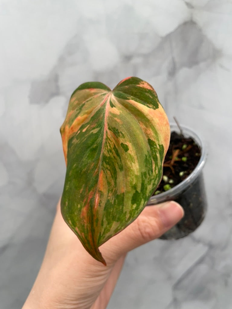 Variegated Pink/Aurea  Philodendron Micans, Large Leaf Rooted Cutting