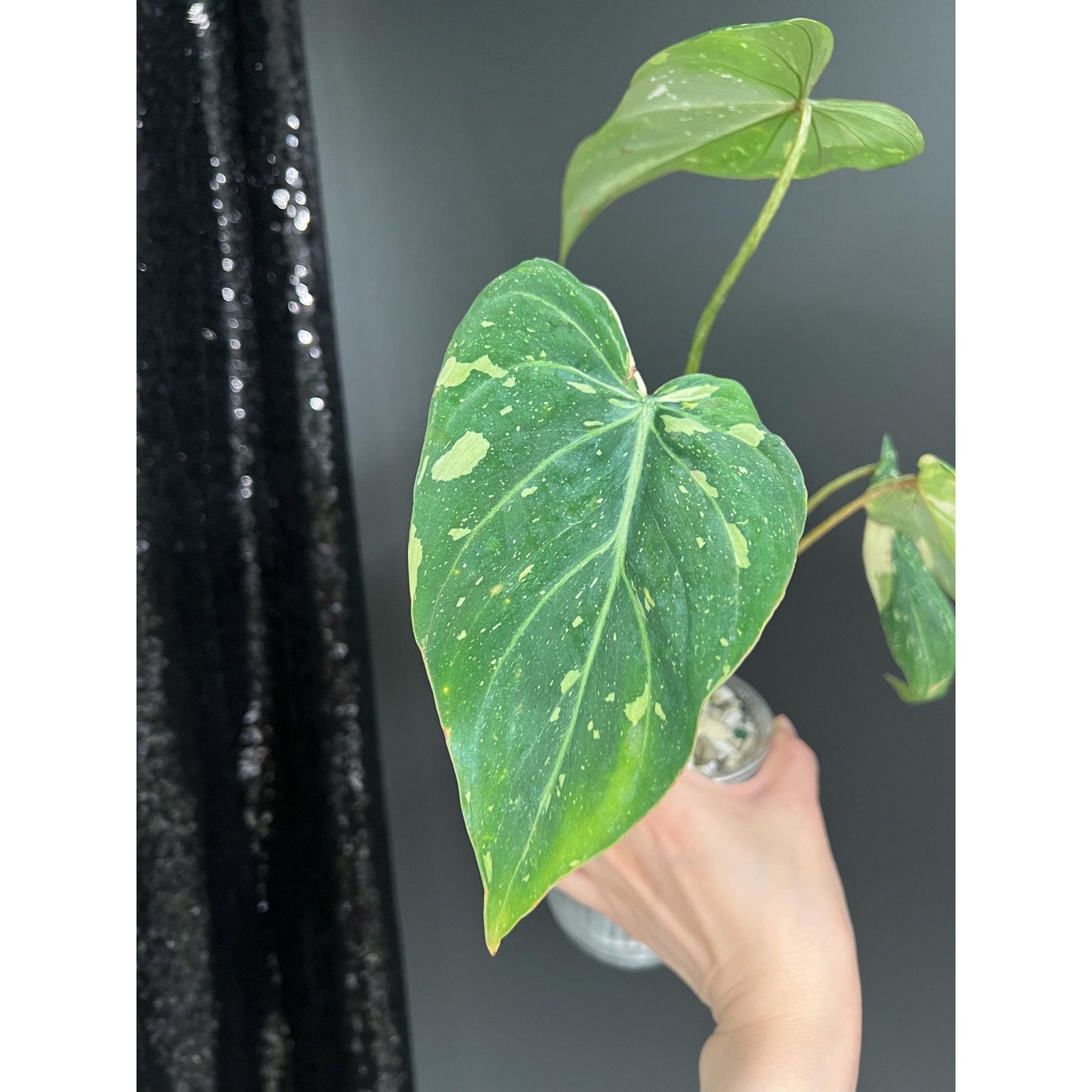 Philodendron Gloriosum Variegated, 4 - 5 Leaves, Exact Plant | US Seller