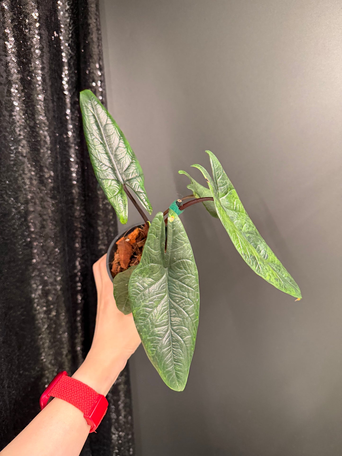 Alocasia Scalprum Variegated