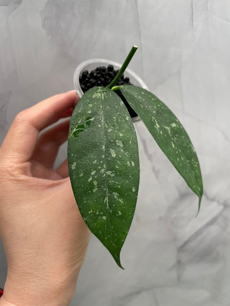 Hoya Campanulata Splash Unrooted Cutting