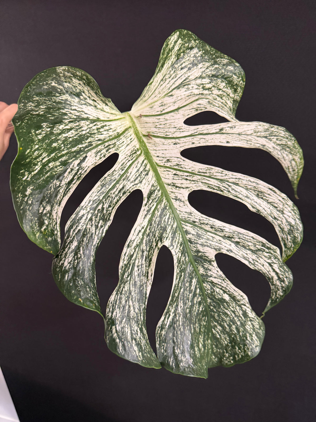 Monstera Devil Monster, Large Mature Leaf Cutting with roots and new growth