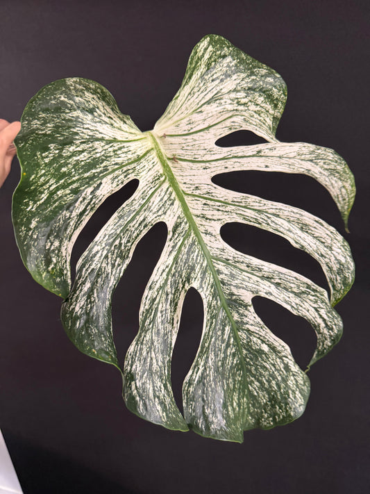 Monstera Devil Monster, Large Mature Leaf Cutting with roots and new growth