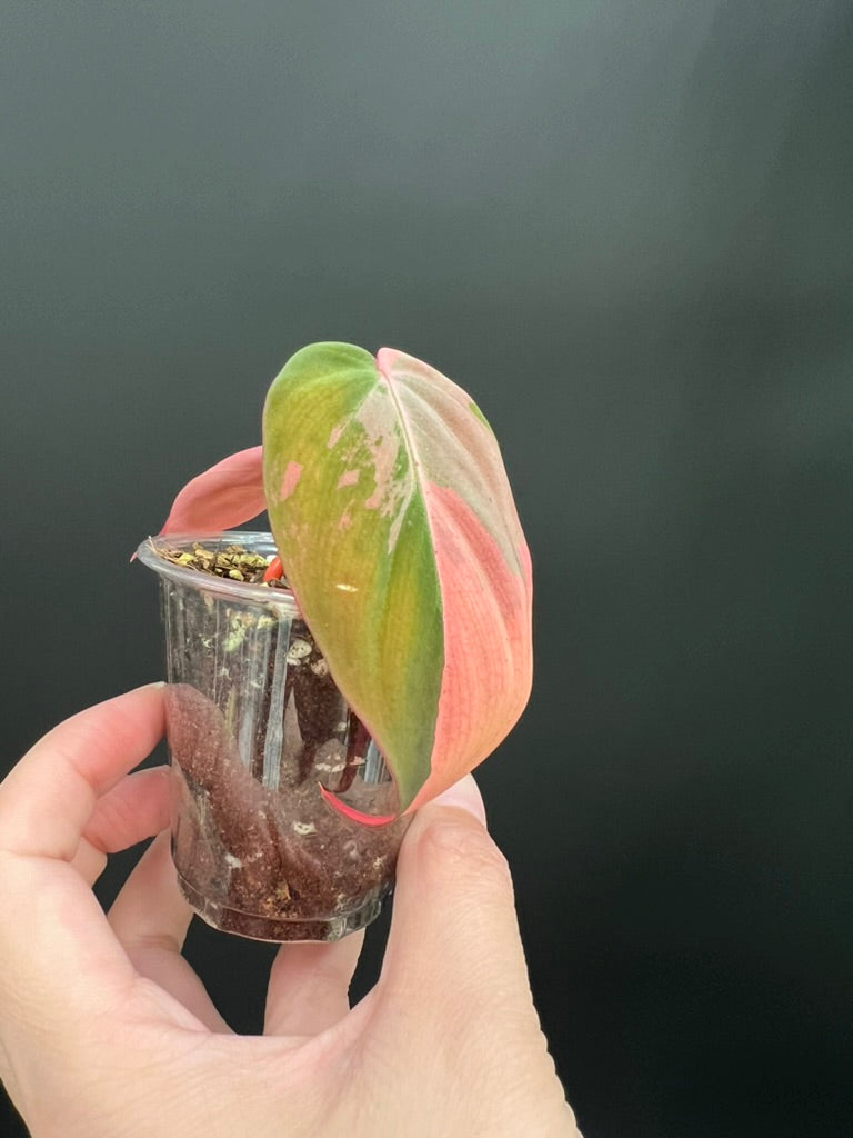 Variegated Aurea/Pink Philodendron Micans