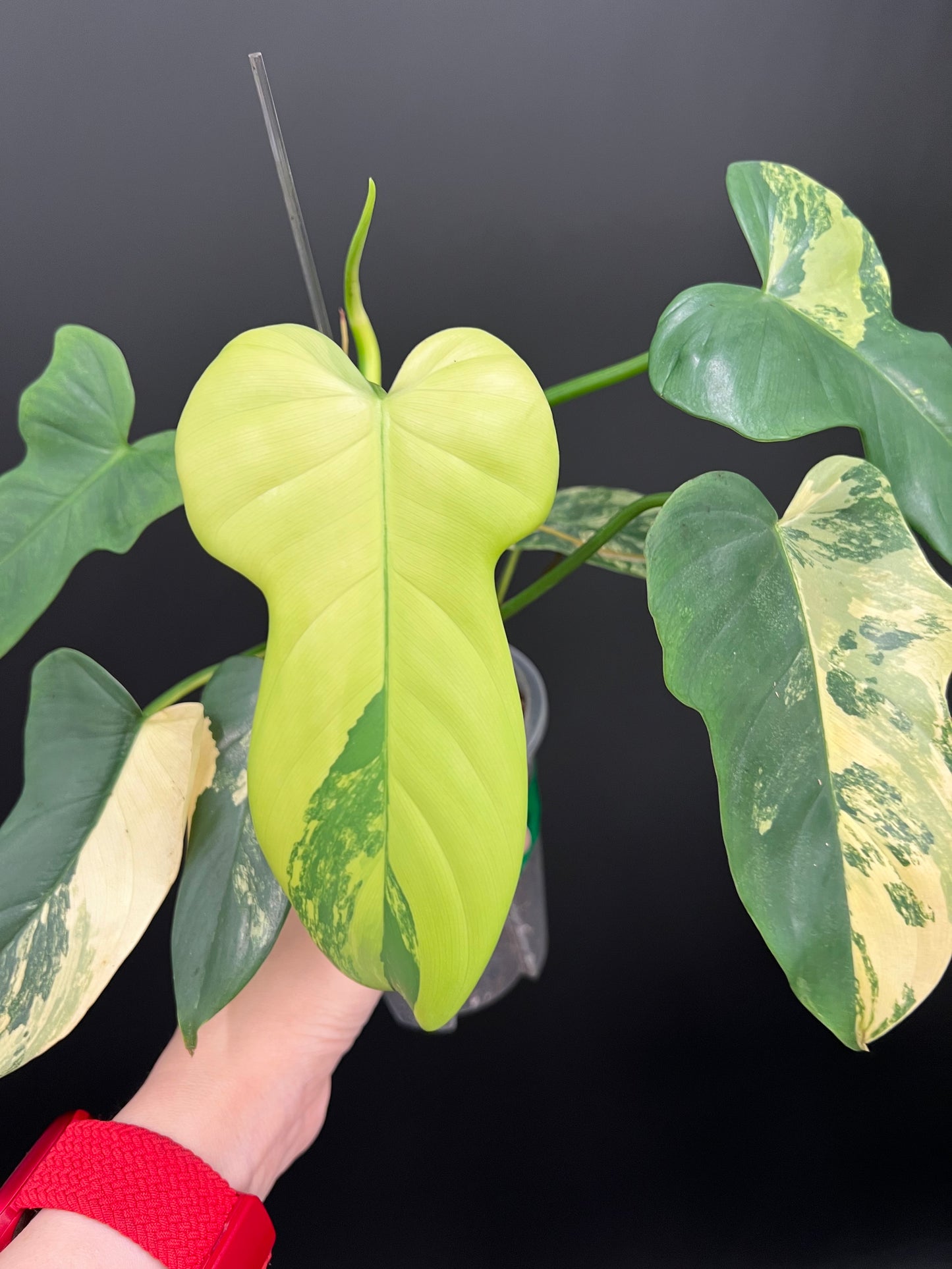 Philodendron Violin Variegated, Easy Rare Tropical Exotic Plants
