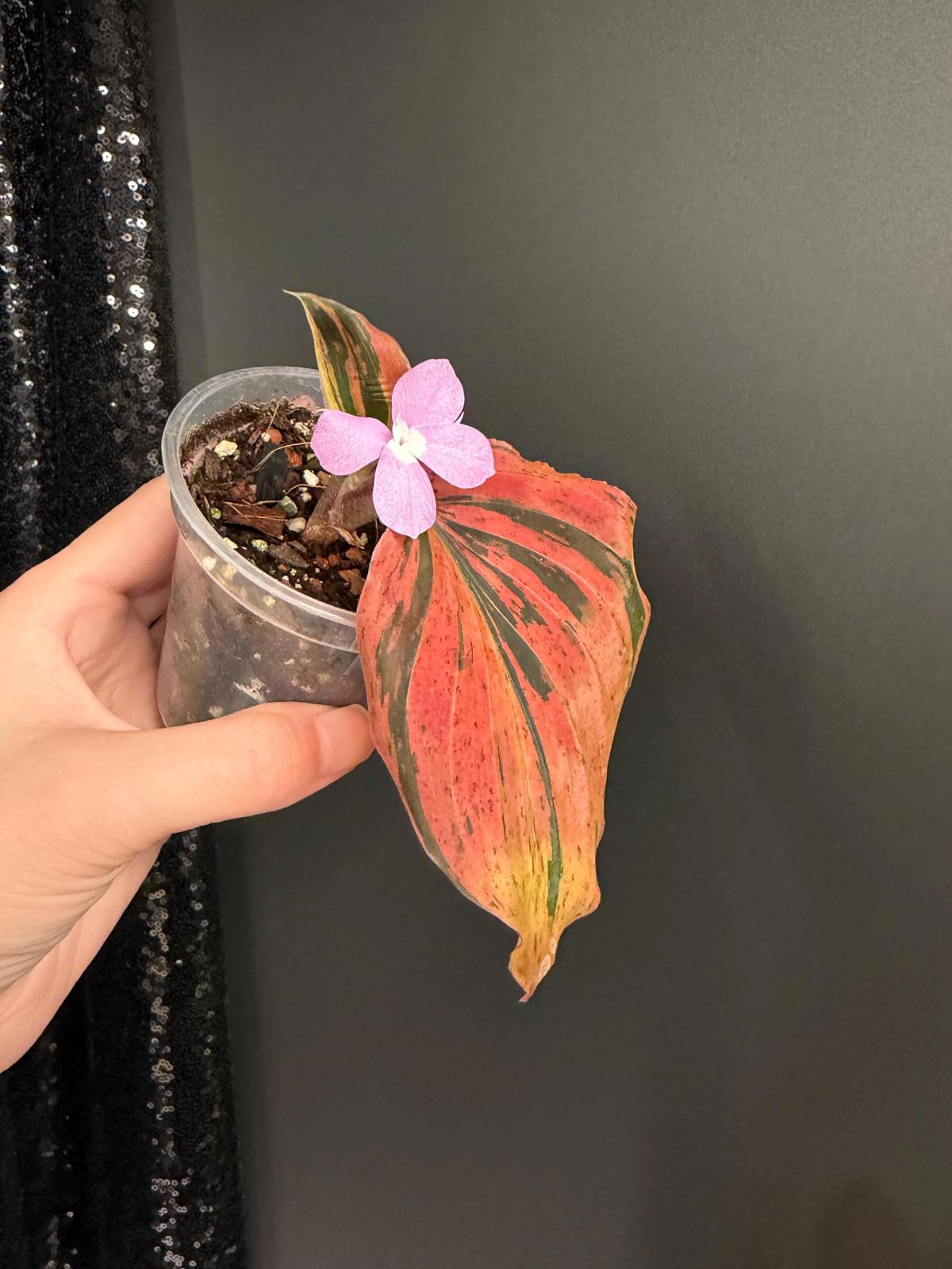 Kaempferia sp Variegated, Orange/Pink Variegation, Starter Plant