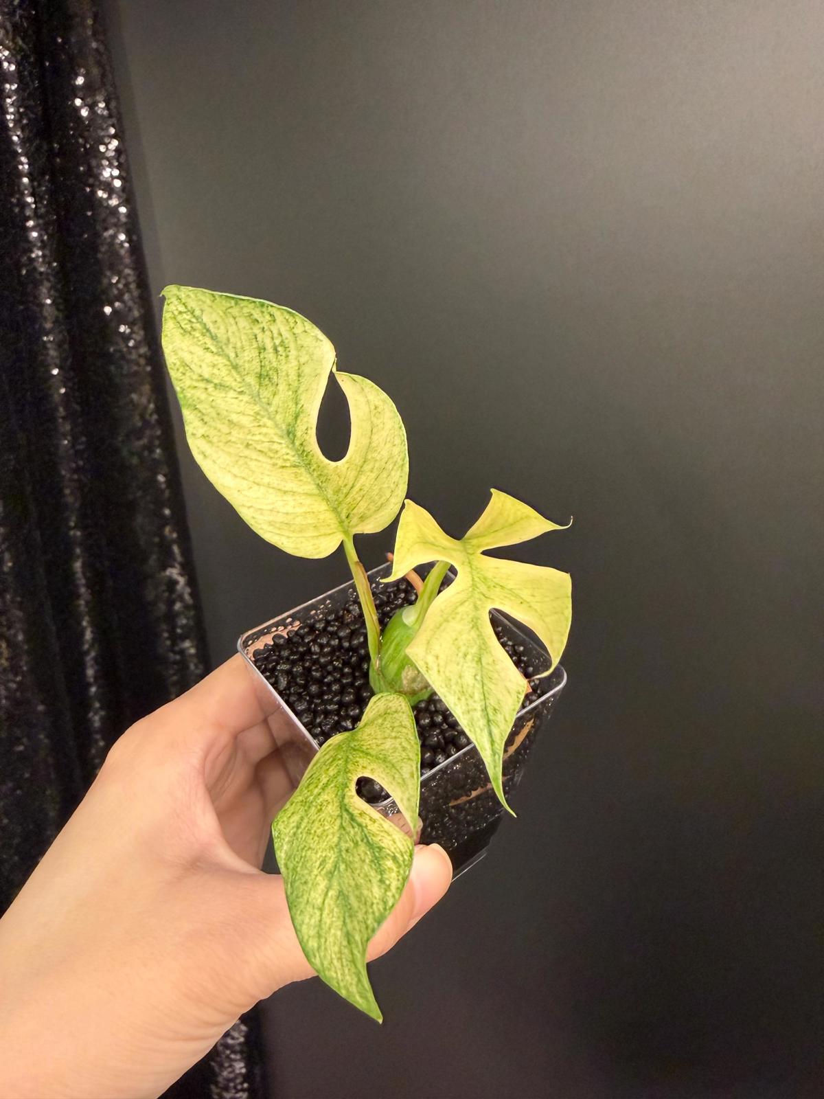 Variegated Rhaphidophora Tetrasperma White Monster