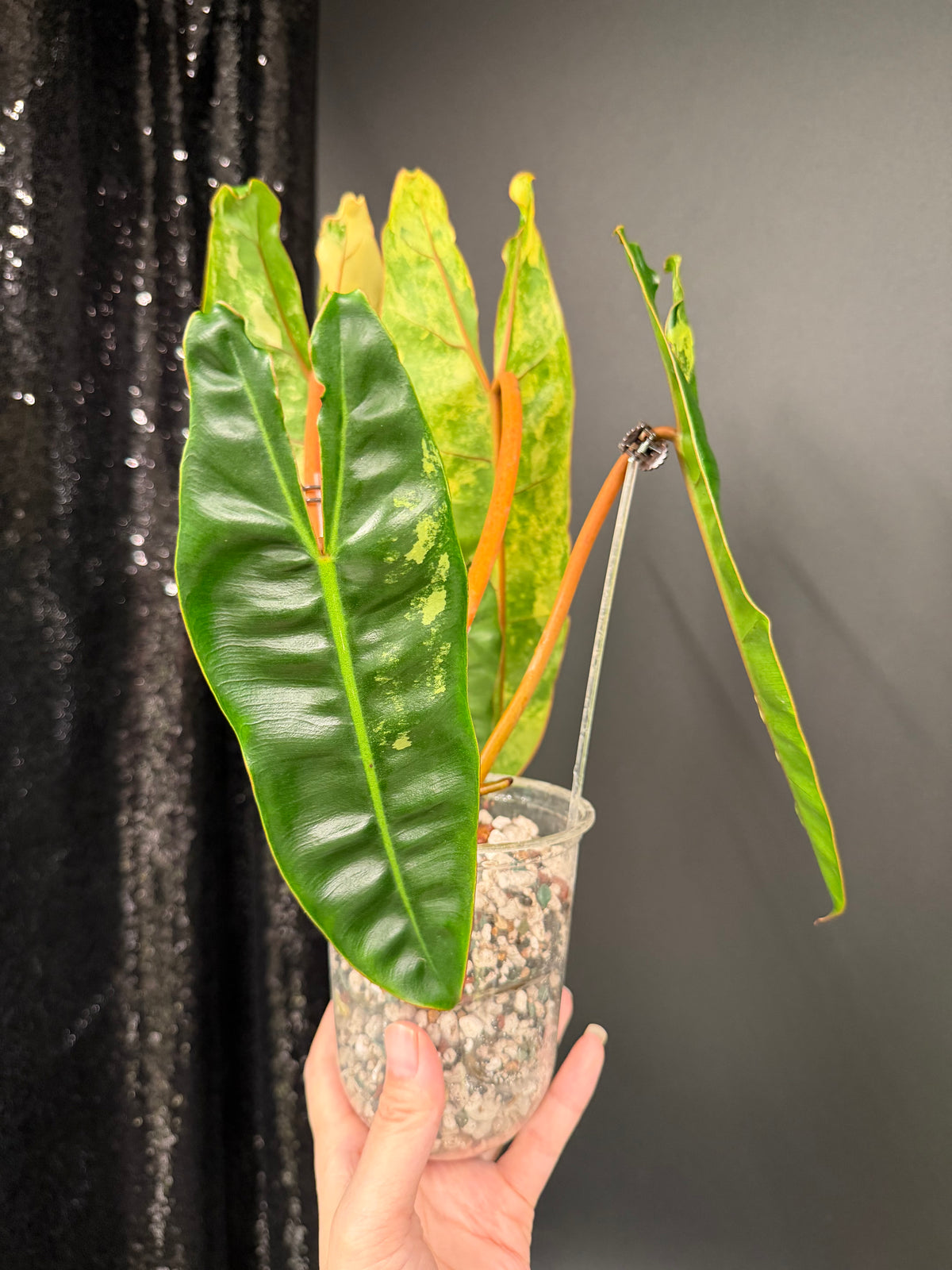 Philodendron Billie Variegated