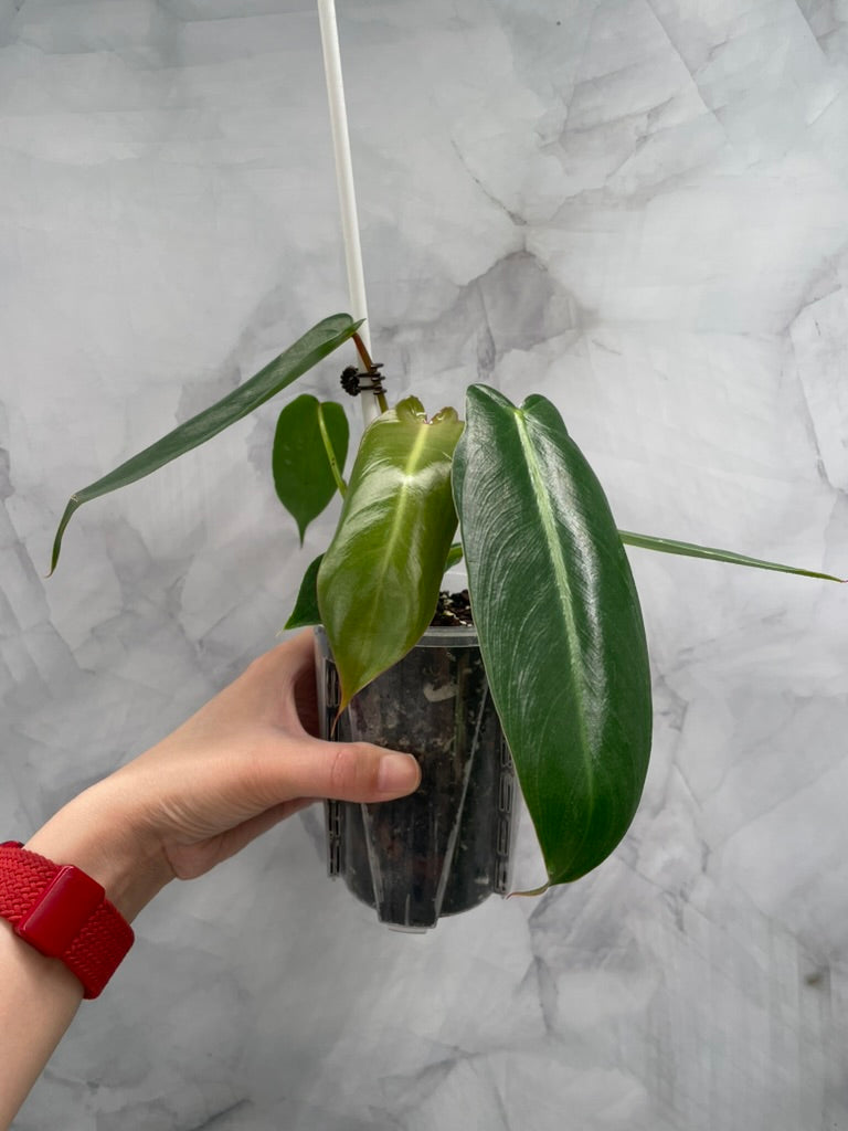 Philodendron Spiritus Sancti in 3.9" Pot