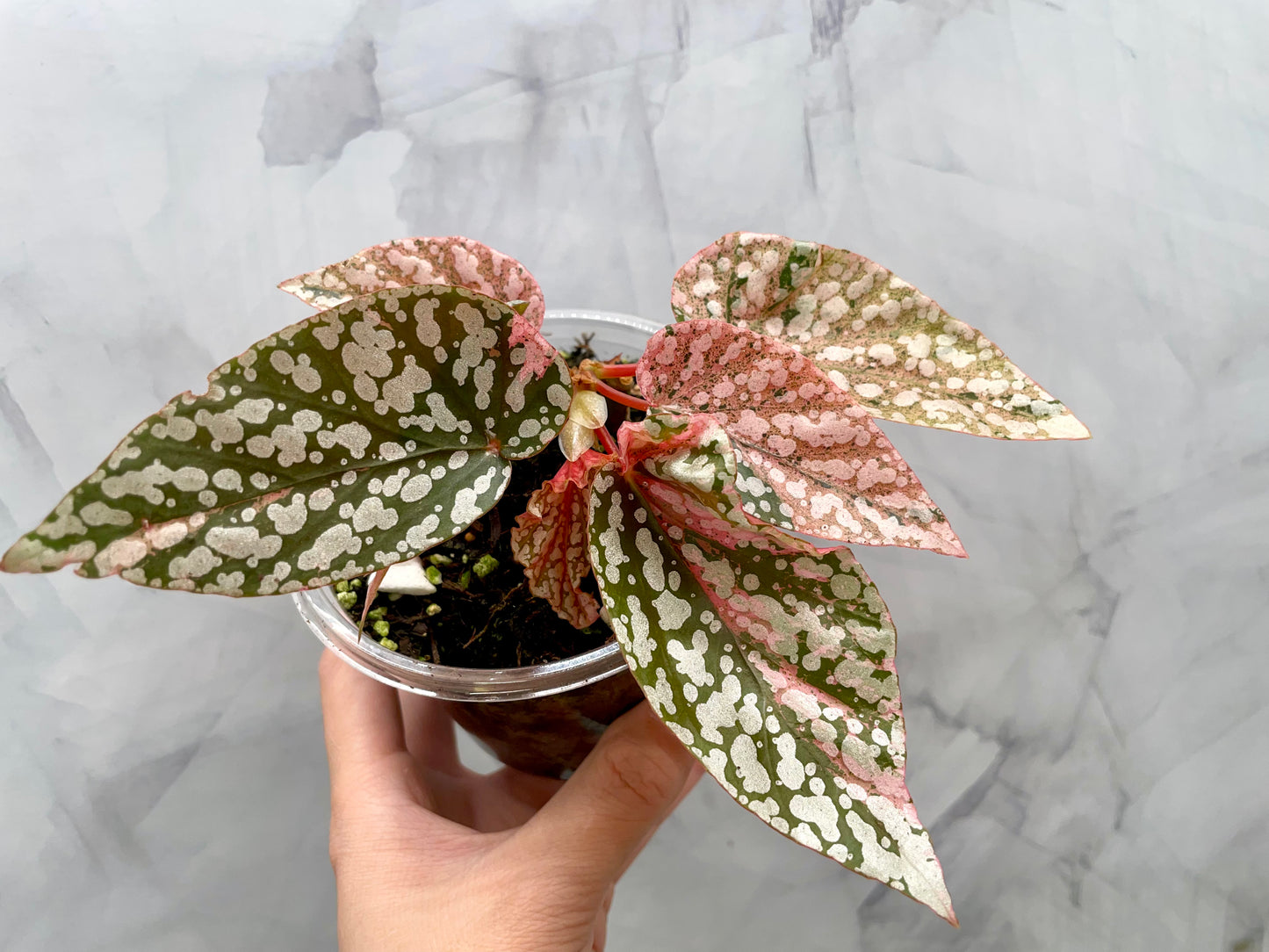 Begonia Snow Capped Variegated Well Rooted Plant #1