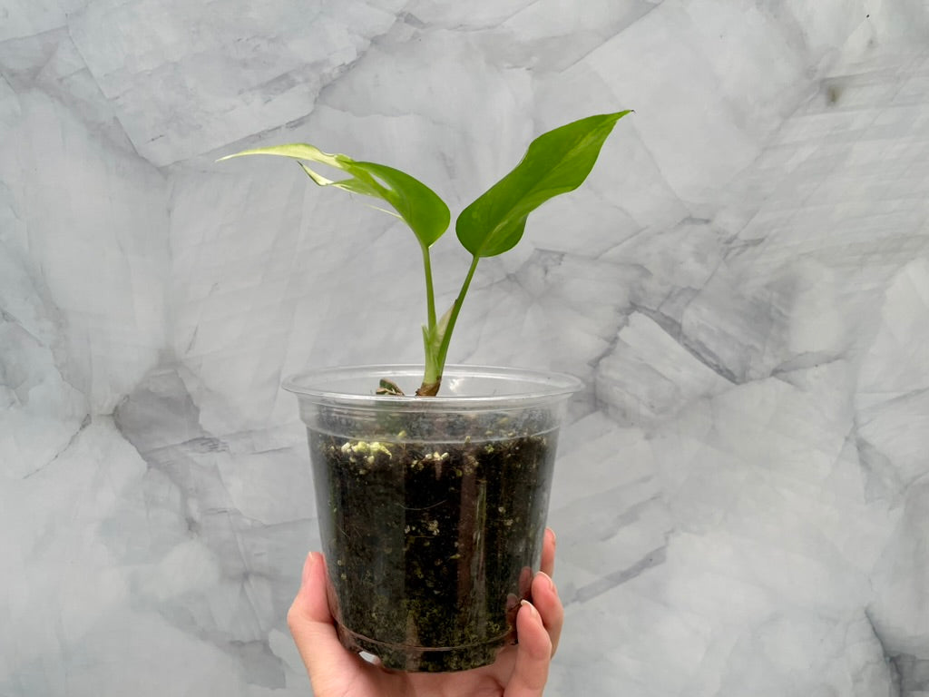 Variegated Rhaphidophora Tetrasperma Albo Extra High Var