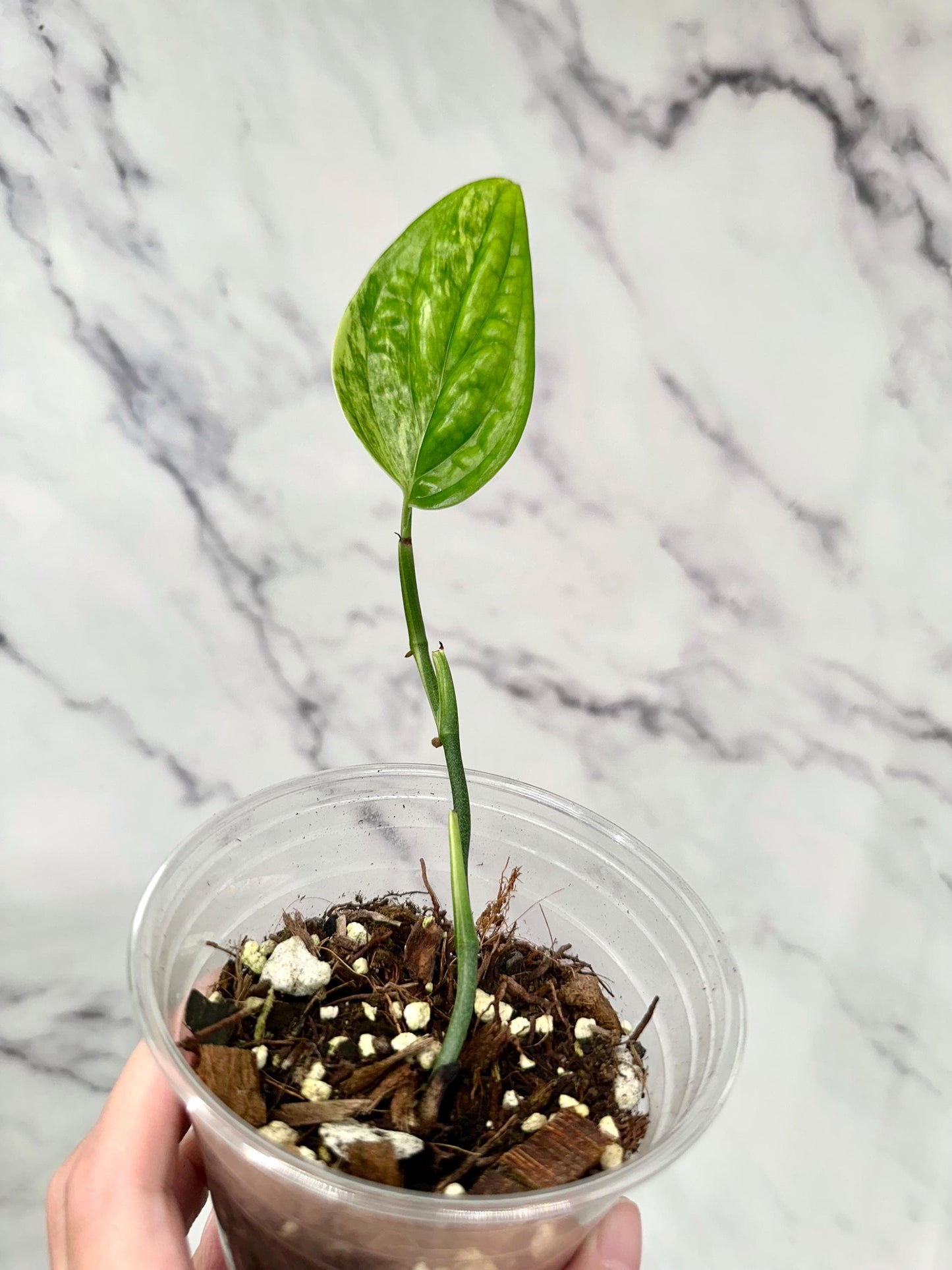 Variegated Monstera Peru Well Rooted Plant in 12oz cup, Monstera Karstenianum Peru Variegated